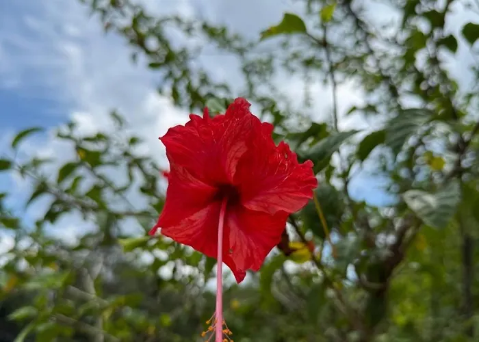 Guayacan Real Deluxe Nicoya